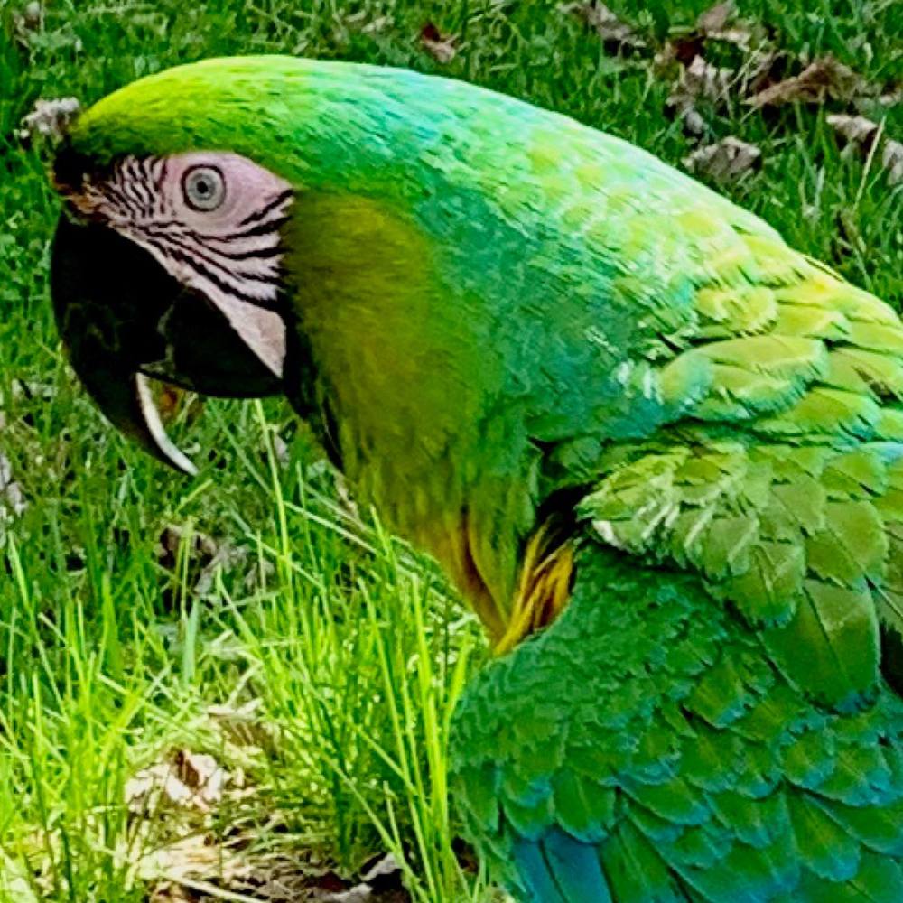 Meet your Posher, Dino
